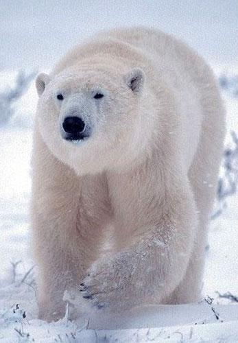 A polar bear nearly thwarted a unique Navy maneuver - The Bears, Polar bear, Wild animals, Submarine, Teachings, Expedition, Surfacing, Deterrence, , Curiosity, Incident, Риа Новости, Sergei Shoigu, Navy, , Franz Josef Land, Russian Geographical Society