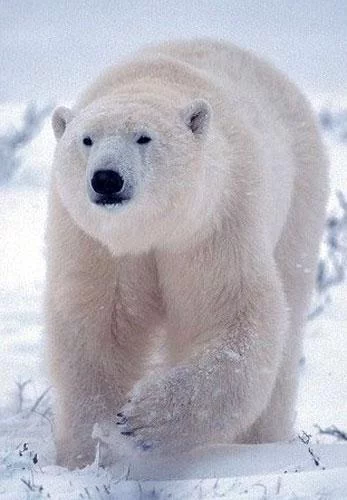 A polar bear almost disrupted a unique Navy maneuver - The Bears, Polar bear, Wild animals, Submarine, Teachings, Expedition, Surfacing, Deterrence, Curiosity, Incident, Риа Новости, Sergei Shoigu, Navy, Russian Geographical Society, Franz Josef Land