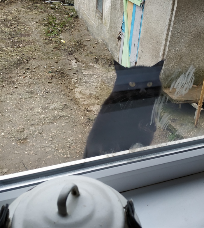 Кот-колотун