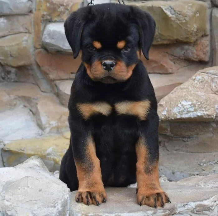 I'm unhappy with you... - Dog, Puppies, Facial expression, Milota, Rottweiler