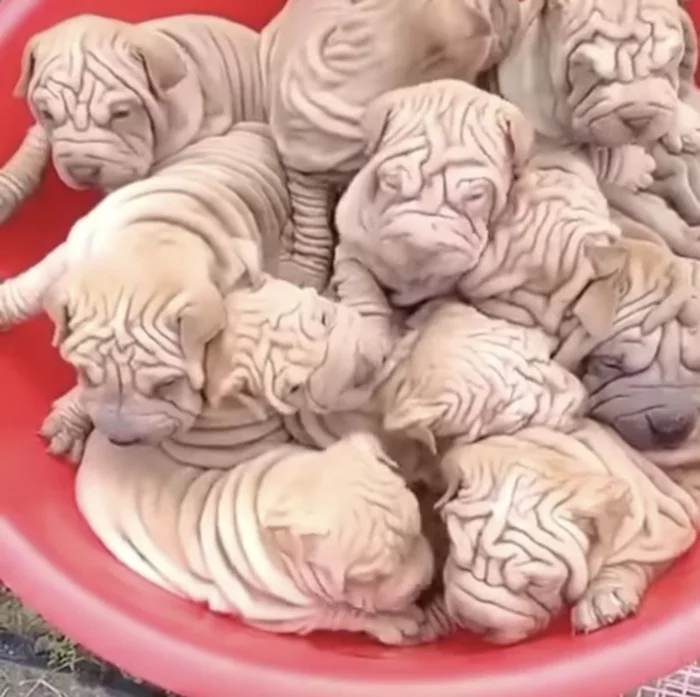 Khinkali - My, Khinkali, It seemed, Shar Pei, Dog