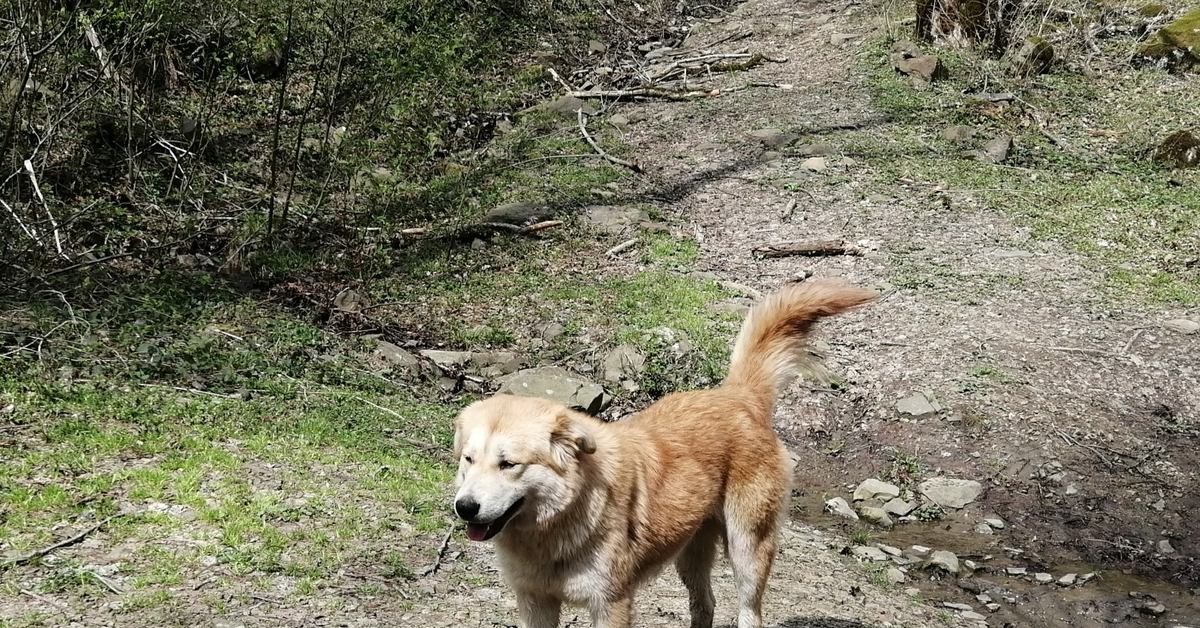 Стрижка собак в лазаревском