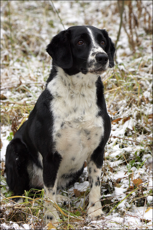 Memories of a friend - My, Dog, Memory, The photo, Longpost, Death, Pets