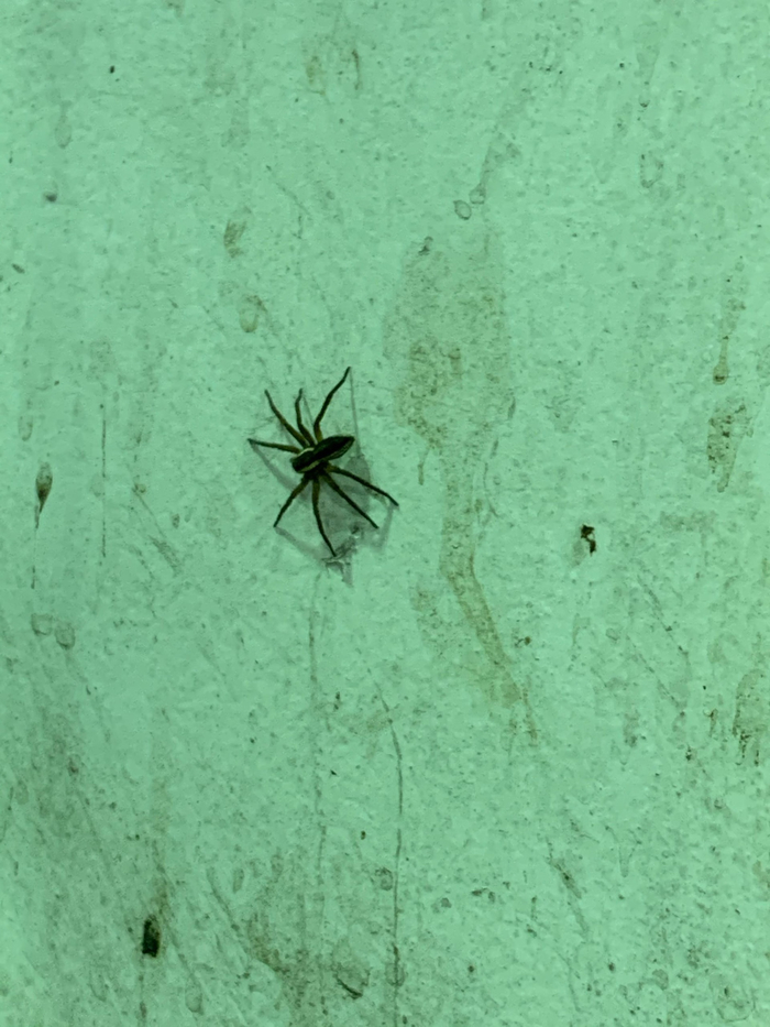 Помогите опознать паука