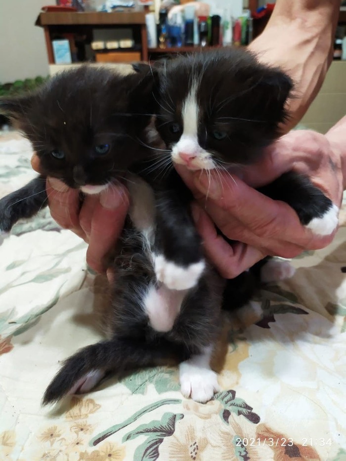 Котята ищут дом. Новосибирск