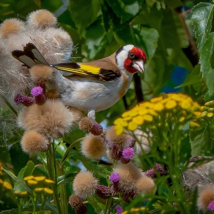 Goldfinch - Nature, Birds, Goldfinch