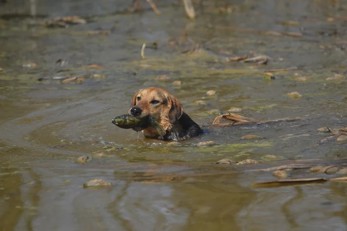 Favorite scent of dogs - My, Dog, Hound, A fish, Water, In good hands, Shatura, Longpost