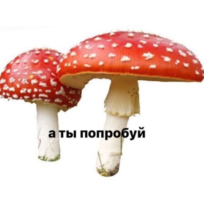 Low dank