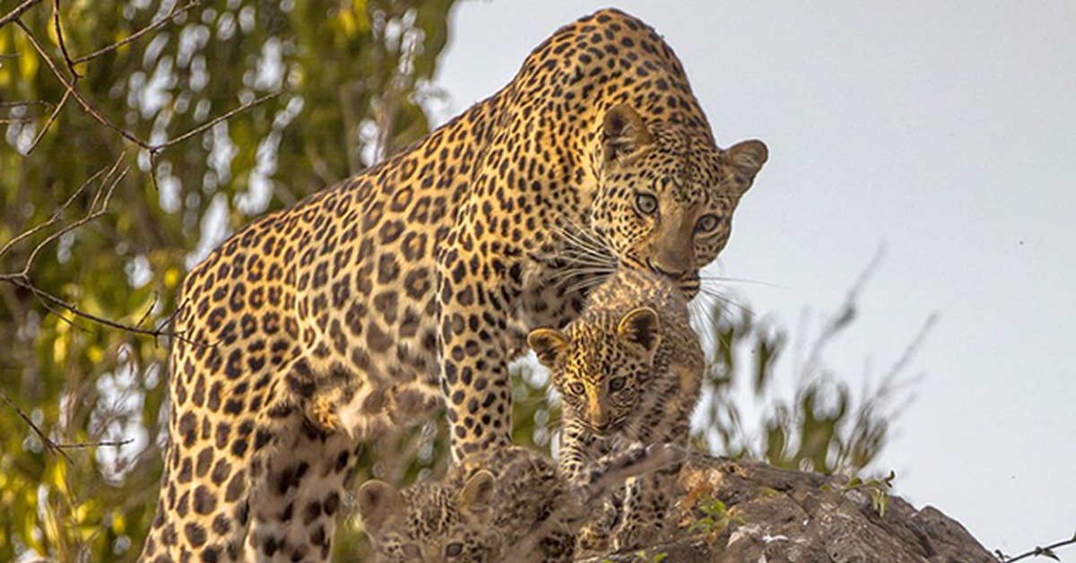 Размножение хищников. Леопард в субтропиках. Леопард животное субтропиков.