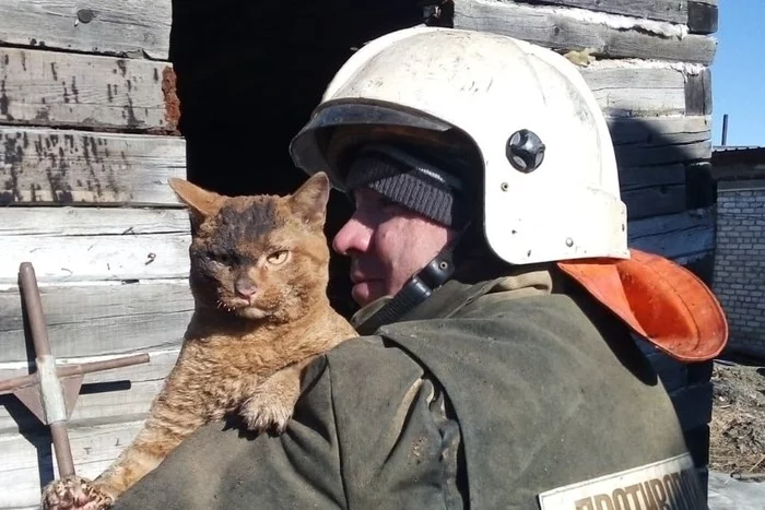 Amur rescuers pulled a calm cat out of the fire - Magdagachi, Amur region, Fire, Rescuers, cat, The photo