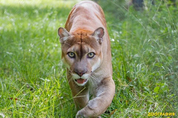 Endangered symbol of Florida - Florida cougar - Puma, Small cats, Cat family, Predator, Rare view, Wild animals, USA, Florida, Protection of Nature, Subspecies, North America, Longpost