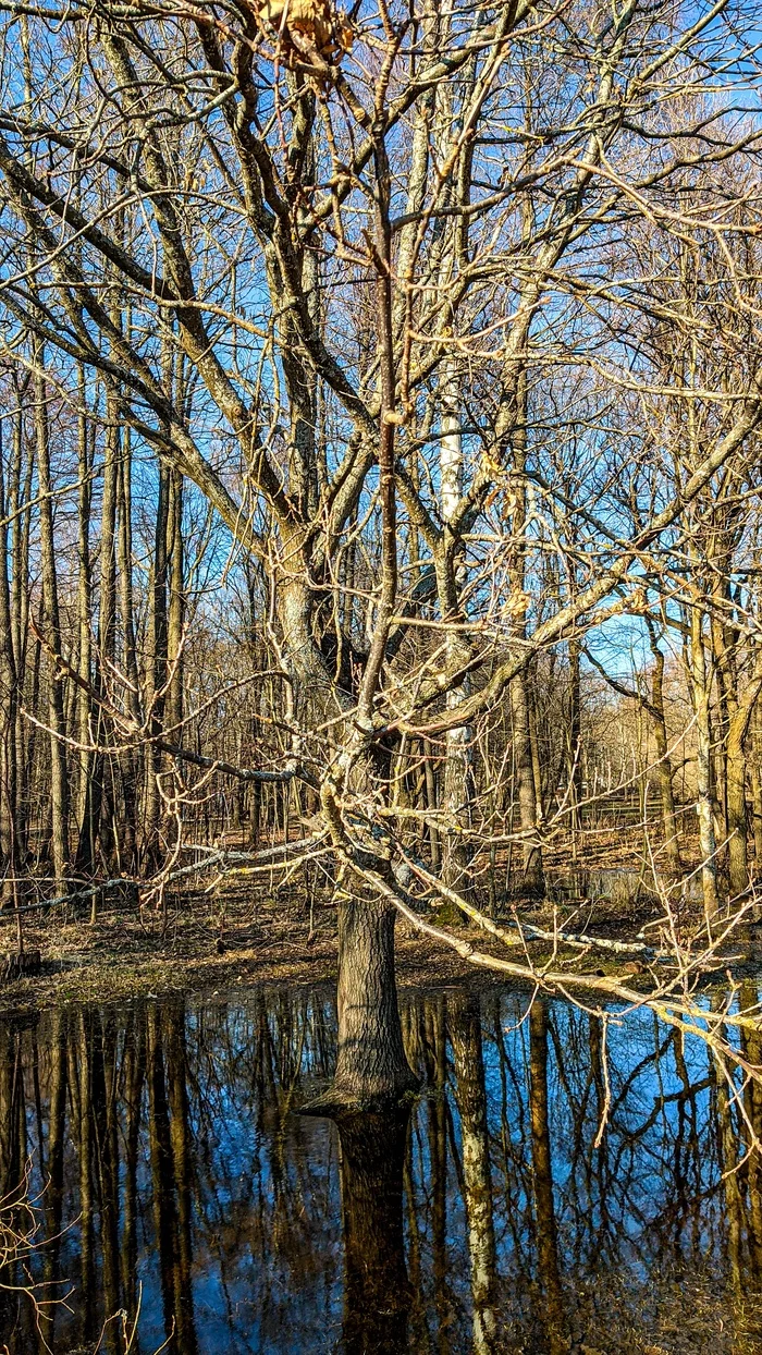 Park-spring - My, Dubki Park, The park, Mobile photography, Spring, Kurortny district, Walk, Channel, The Gulf of Finland, , , Video, Longpost