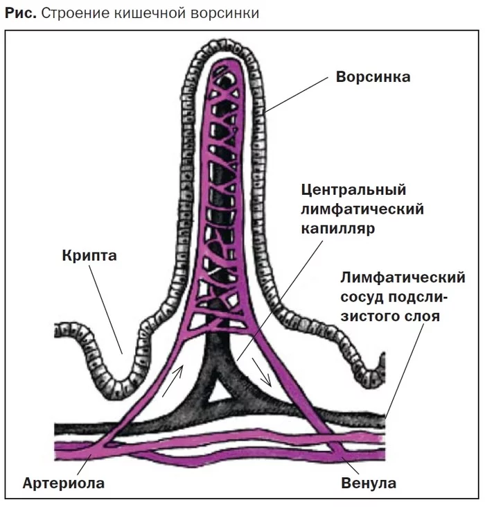 Схема строения кишечной ворсинки