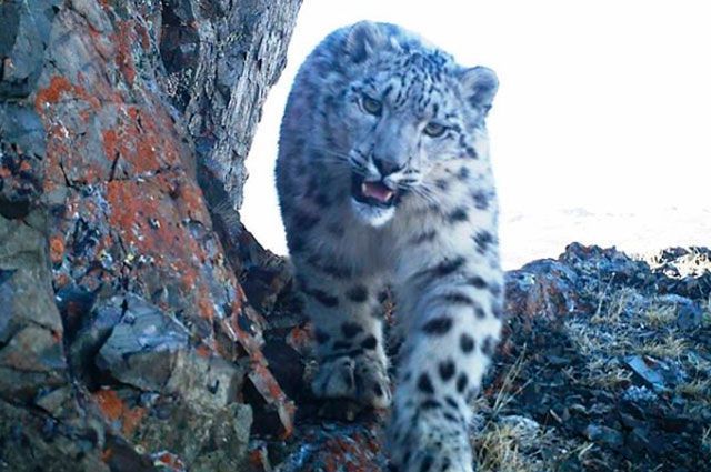 Cattle breeders of Gorny Altai and snow leopards. - Snow Leopard, Big cats, Cat family, Rare animals, WWF, Animal defenders, Animal Rescue, Wild animals, , Predator, Altai, Mountain Altai, National park, Video, Longpost, Rare view, Altai Republic