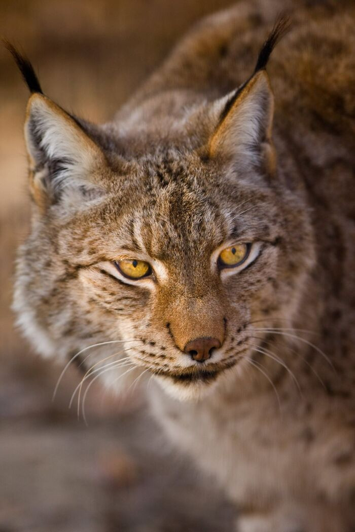 Wild cats - Tiger, Serval, Lynx, a lion, Lioness, Leopard, Big cats, Small cats, Cat family, Wild animals, Milota, The photo, Longpost