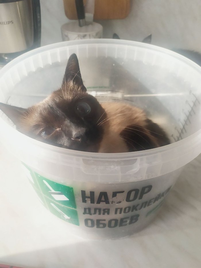 Кот Коржик помогает делать ремонт своим людям