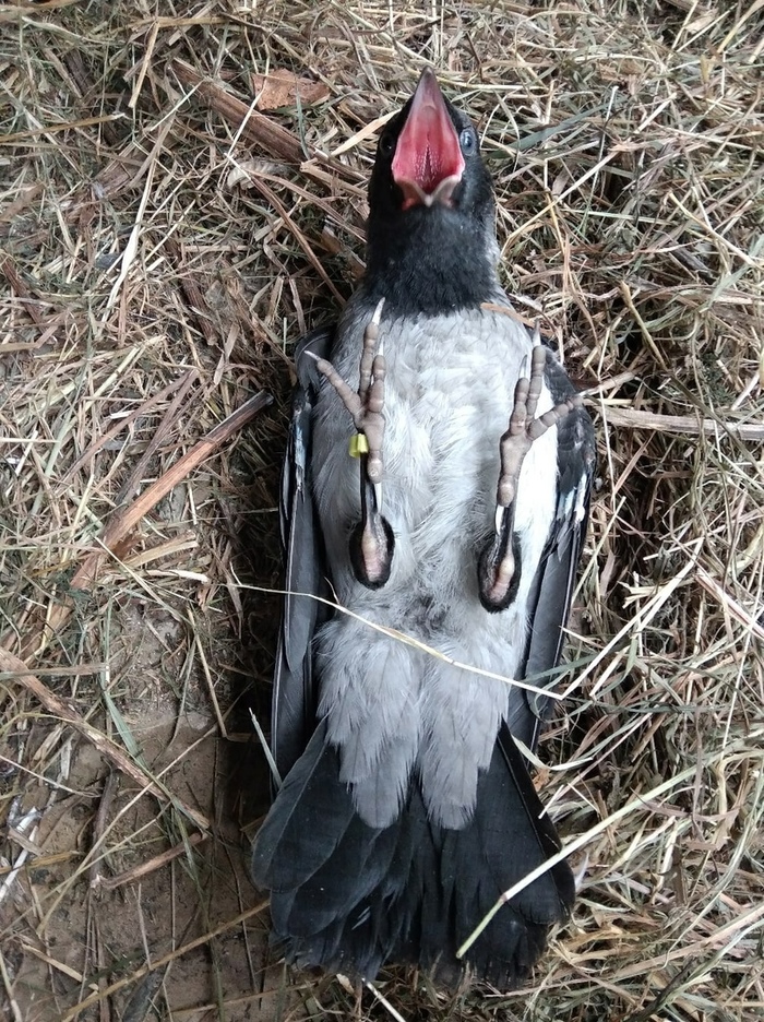 Скайрим воронье гнездо где находится