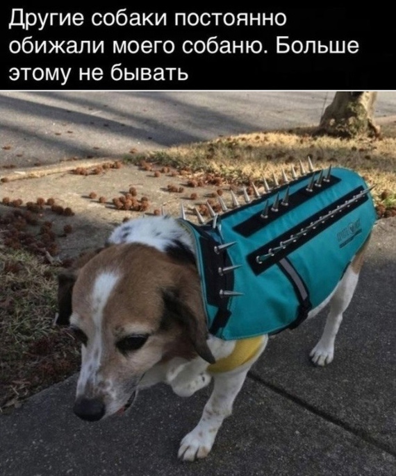 Maximum protection - Humor, Dog, Armor, Picture with text, Clothes for animals, Thorns, Protection