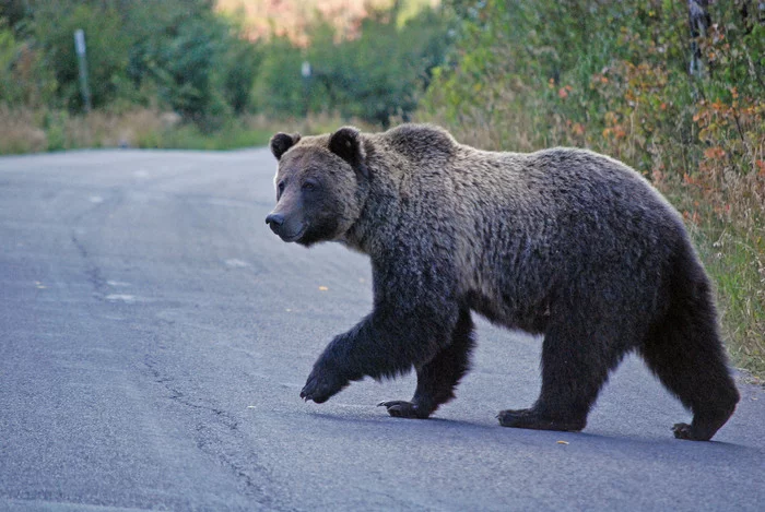 Grizzly bear killed for attacking man near Yellowstone National Park - The Bears, Grizzly, Wild animals, Negative, Yellowstone, National park, USA, Murder, Translation, Translated by myself
