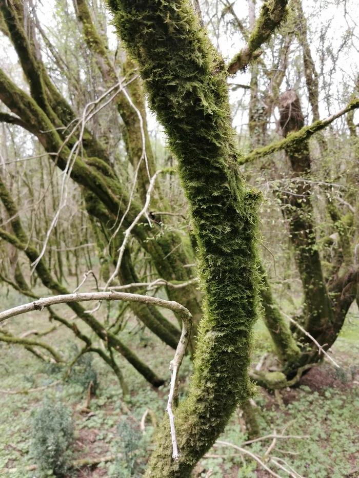 Spring in Abkhazia - My, Nature, Plants, Abkhazia, Pitsunda, Longpost, The photo