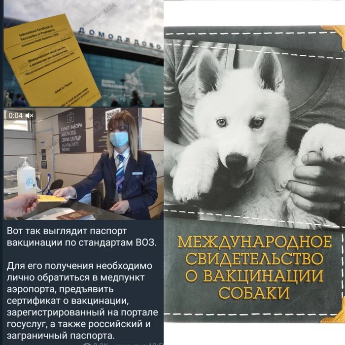 Strange associations... - My, Moscow 24, news, Animals, Coronavirus, The passport, Graft, Have arrived, The airport, , Associations, Vaccination