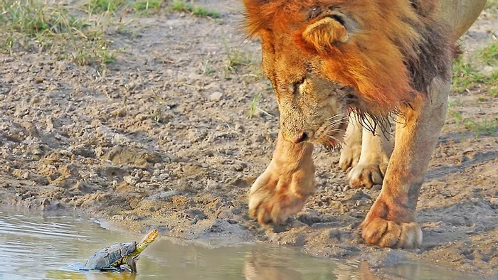 Turtle vs Lions! - a lion, Lioness, Pride, Big cats, Cat family, Predator, Turtle, Reptiles, , Oddities, Animal behavior, Africa, South Africa, South Africa, Kruger National Park, The national geographic, Wild animals, wildlife, Funny animals, Funny, Video, Longpost