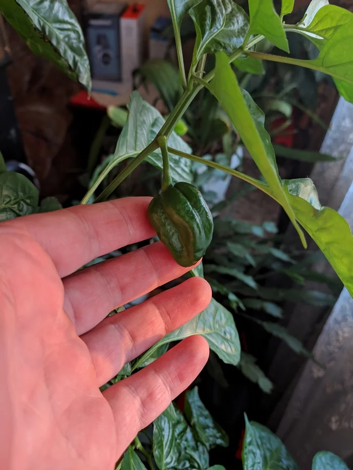 Continuation of the post “Chocolate Habanero Pepper” - My, Pepper, Habanero, Reply to post, Longpost