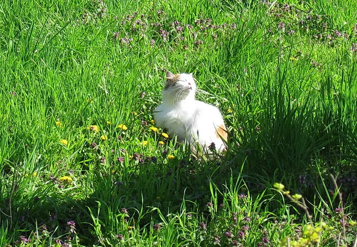 April morning sun - My, Spring, cat, Grass, The sun, Photo on sneaker, Squint, April