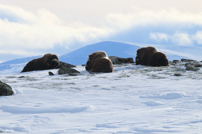 Овцебык: несколько особенностей из жизни мощного реликта Арктики Животные, Овцебык, Яндекс Дзен, Длиннопост