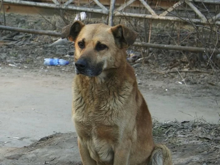 Today I got into a fight - My, Moscow, Dog, Courtyard, Dog attack