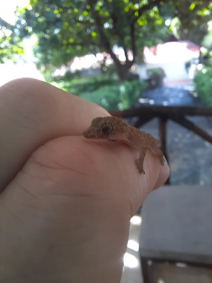 Very wild animal - My, Gecko, Animals, Wild animals, Milota, Tanzania, Zanzibar, Longpost