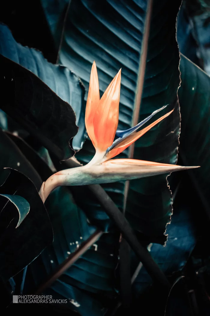 Flower like a bird - My, Nature, Flora, Flowers, Birds, The photo, Strelitzia