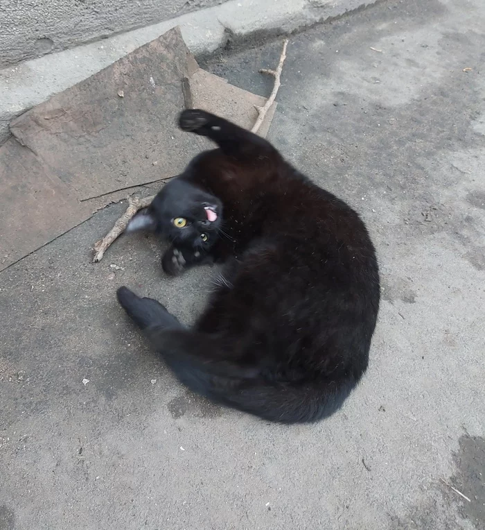 Continuation of the post “A gentle cat disappears on the street, St. Petersburg” - My, cat, Help, Saint Petersburg, Kindness, Reply to post, Longpost