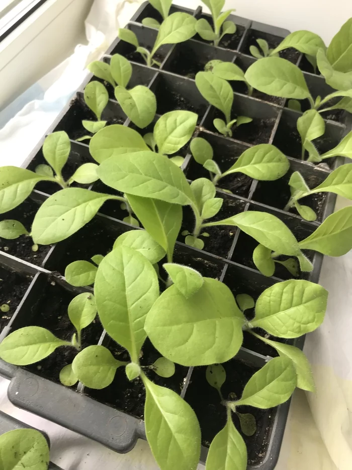 Tobacco seedlings - My, Tobacco, Samosad, Longpost, Seedling