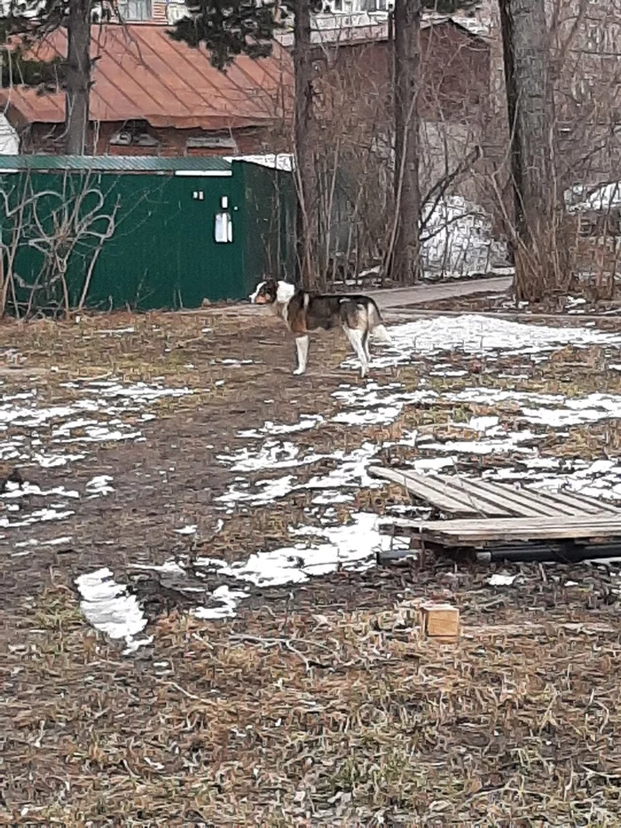 ЧЬЯ СОБАКА? ТОМСК - Моё, Томск, Собака, Пропала собака, Длиннопост, Без рейтинга, Найдена собака