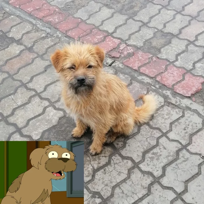 Seymour is waiting for his Fry - My, Futurama, Seymour, Dog