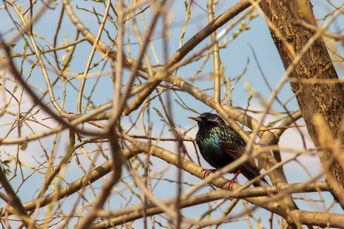 Common Starling - My, Starling, Birds, The photo