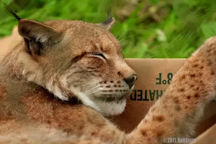 All cats love boxes. - Lynx, Small cats, Cat family, Box, Love, Milota, Humor, Positive, , Animals