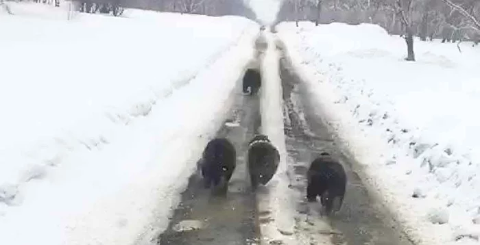 Four bears are moving towards the village of Sobolevo in Kamchatka - The Bears, Brown bears, Teddy bears, Wild animals, Awakening, Kamchatka, Road, Road safety, , Life safety, Spring, Vertical video, Video, Longpost