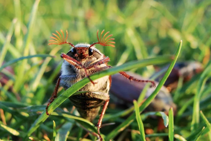 How the cockchafer lives: several features from the life of the “sharanka” - Insects, Жуки, Chafer, Yandex Zen, Longpost