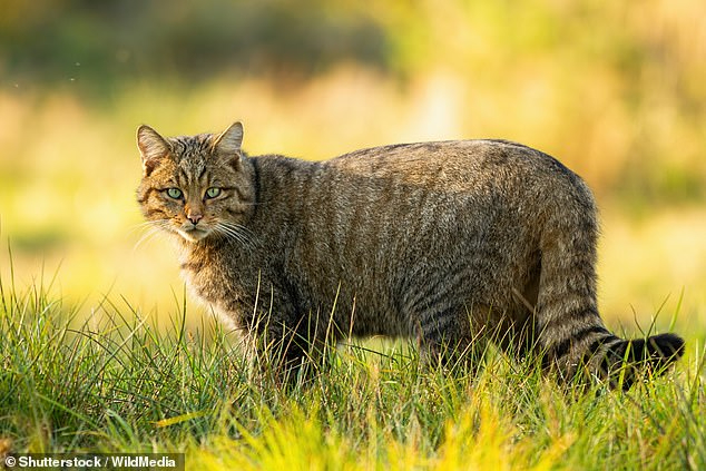 Forest cats will be bred in Britain to save the species from extinction - Forest cat, Small cats, Cat family, Predator, Wild animals, Great Britain, Rare view, Population, Recovery, Breeding, Animals, Nature, Protection of Nature, Longpost