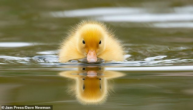 Cute duckling - The photo, Milota, Longpost, Ducklings, Duck, Birds