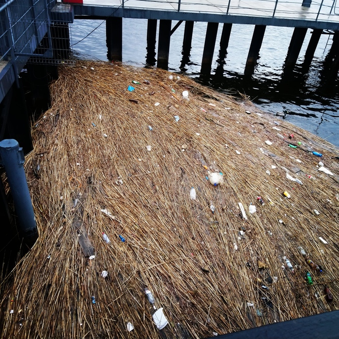 Тест на внимательность "Весна на Неве":найди утку на фотографии