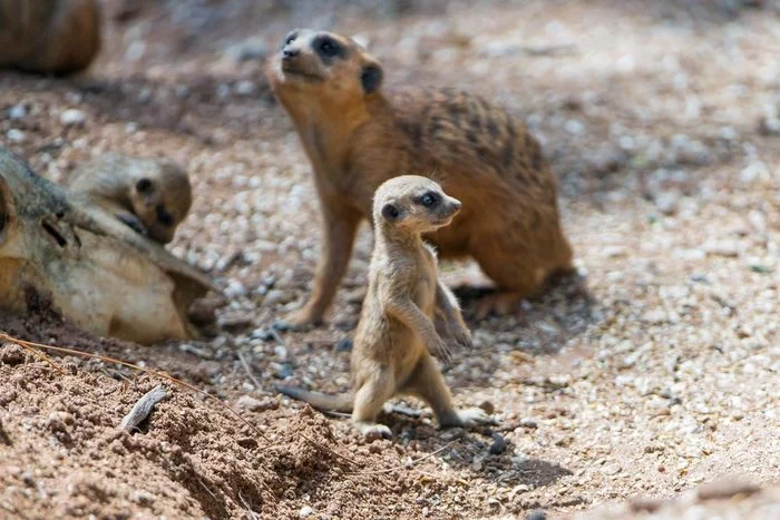 Baby meerkat - Meerkat, Animals, Zoo, The photo