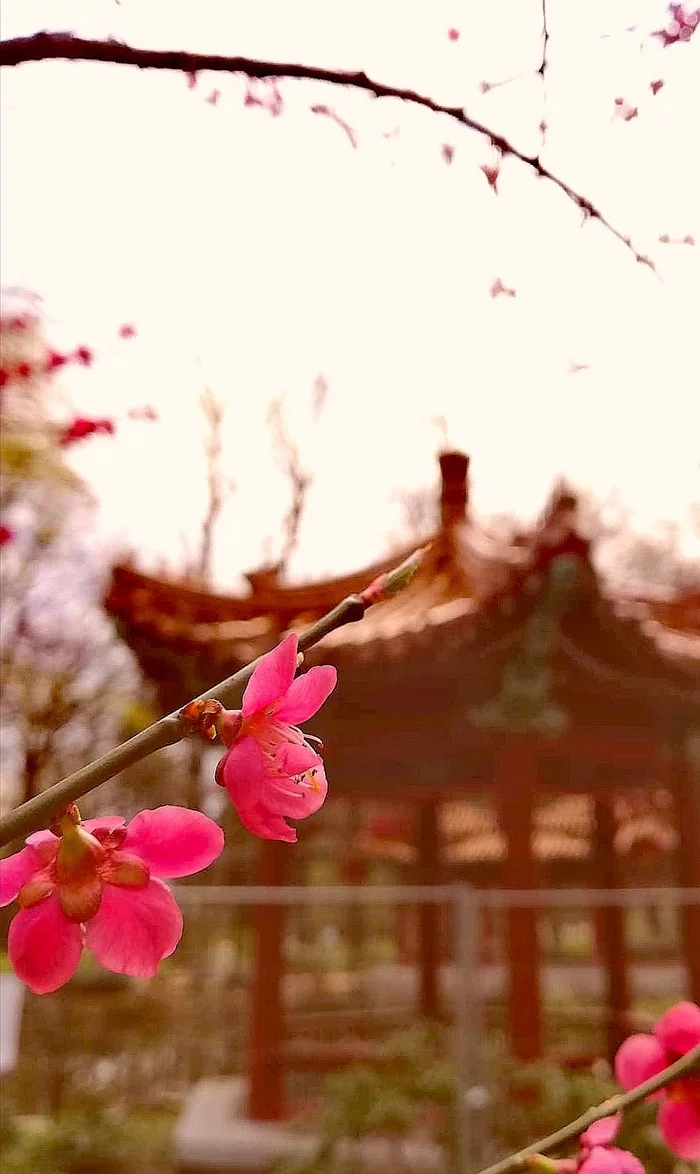 Mysterious Japanese corner in Warsaw - My, Japan, The photo, Photographer, Spring, Travels, Town, Country, Oddities, , Youth, Poland, Longpost