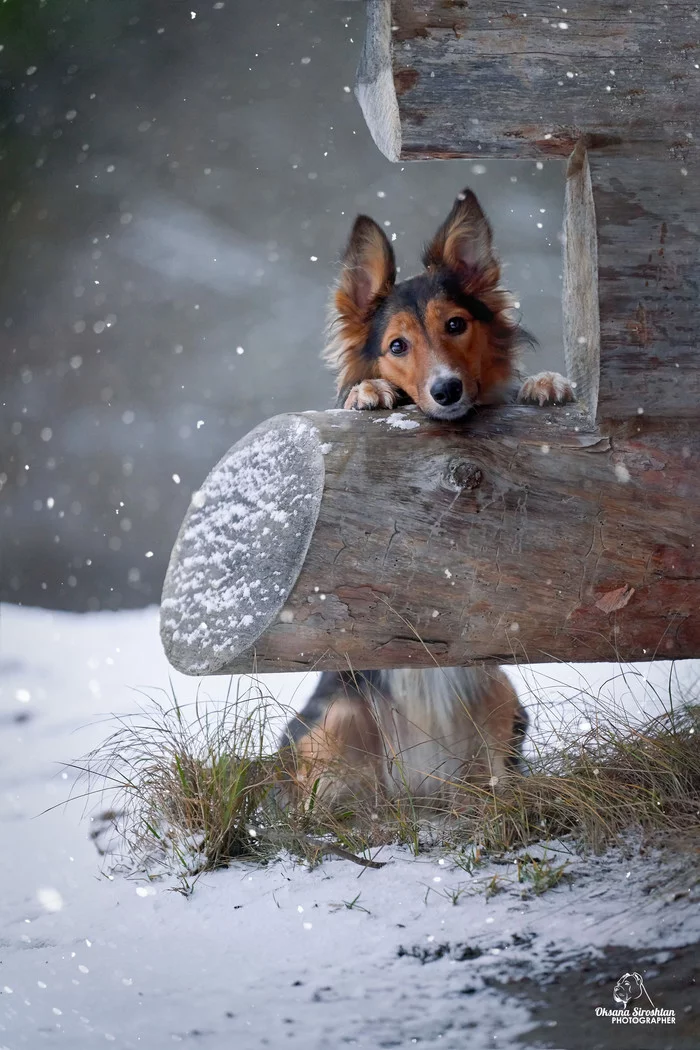 What are you watching? Let `s play! - The photo, Dog, Snow