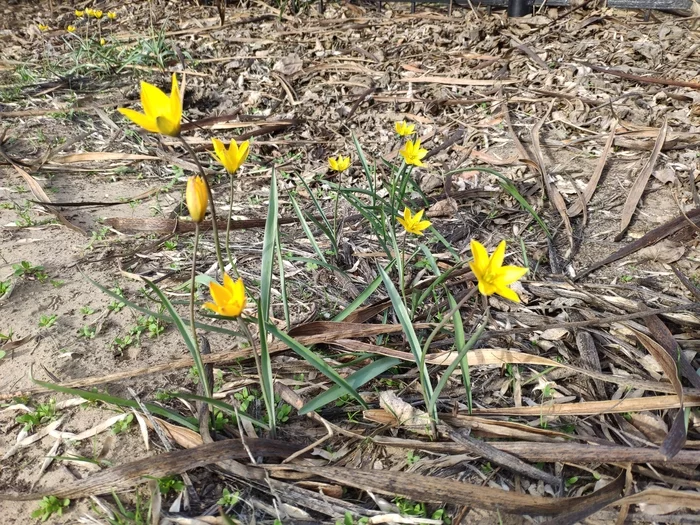 Spring - Astrakhan, Irises, My