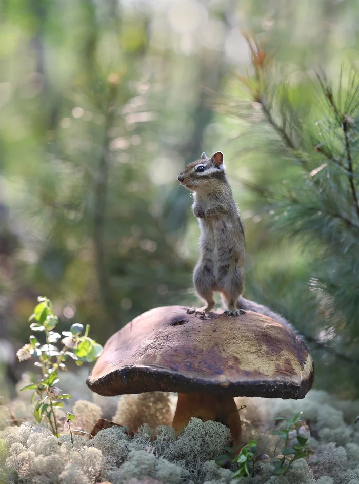 Master's look - Chipmunk, Rodents, Wild animals, wildlife, Yakutia, Neryungri, The national geographic, The photo, Nature, Milota, Mushrooms