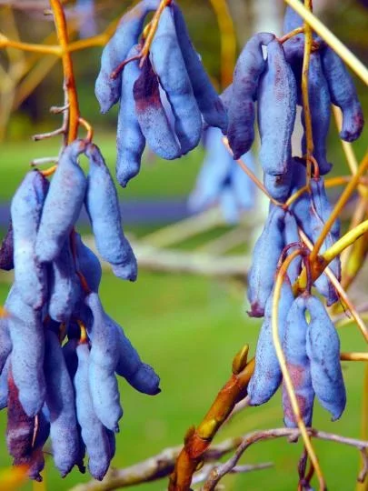 Синие сосиски - вкусный плод с некрасивым названием Природа, Растения, Яндекс Дзен, Длиннопост