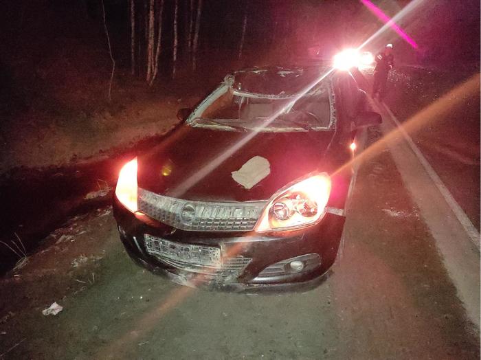 Авто аварии с лосями